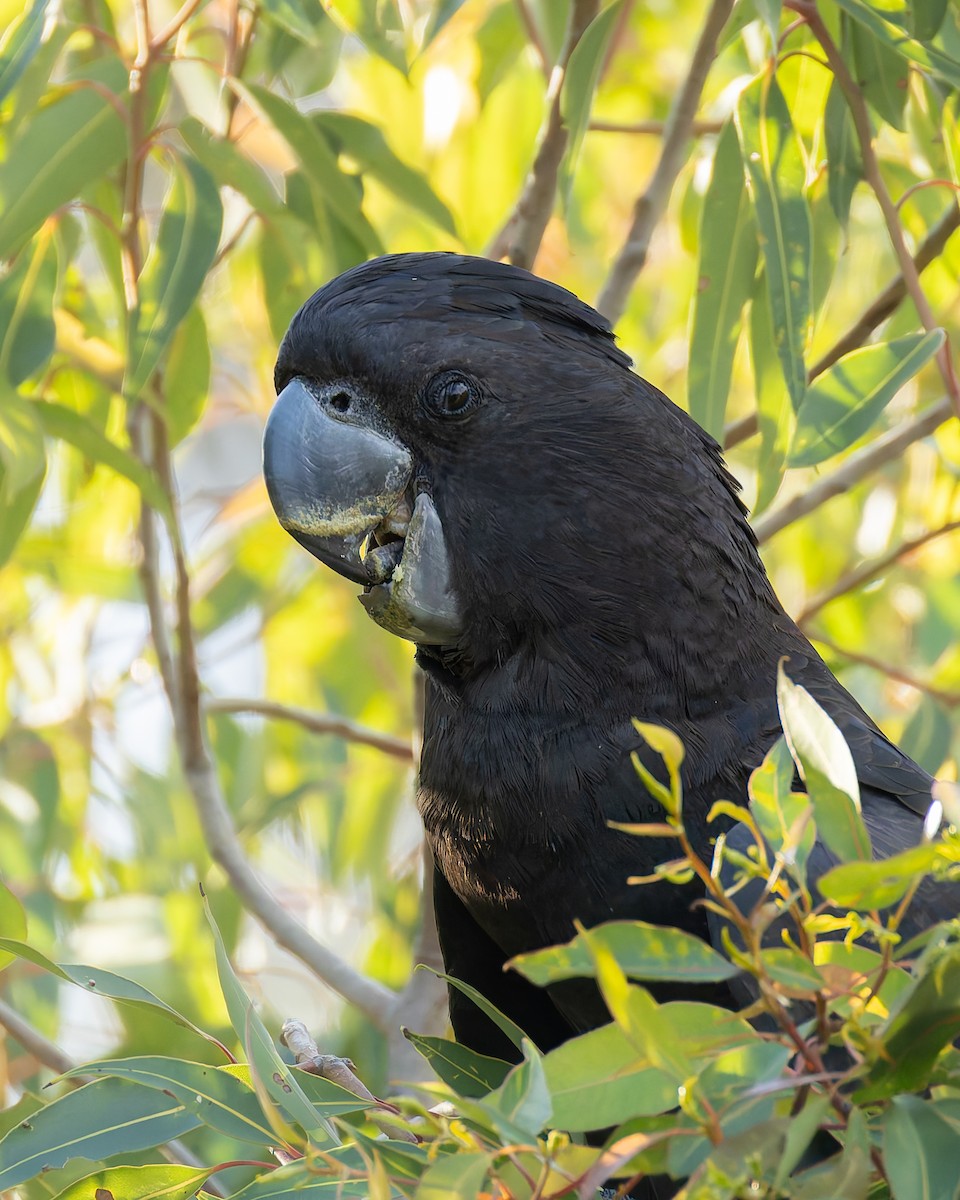 Rotschwanz-Rabenkakadu - ML645589335