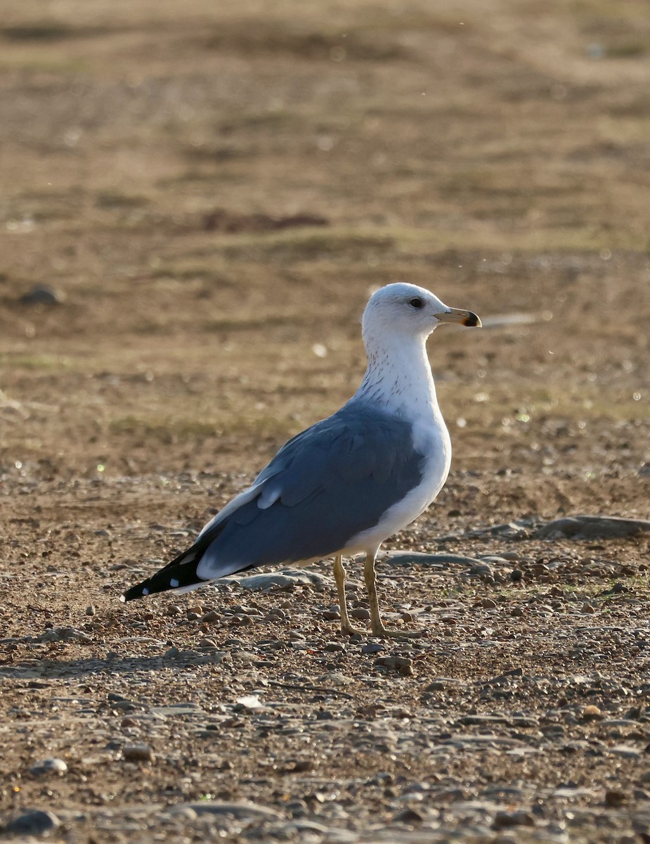 Armenienmöwe - ML645589336