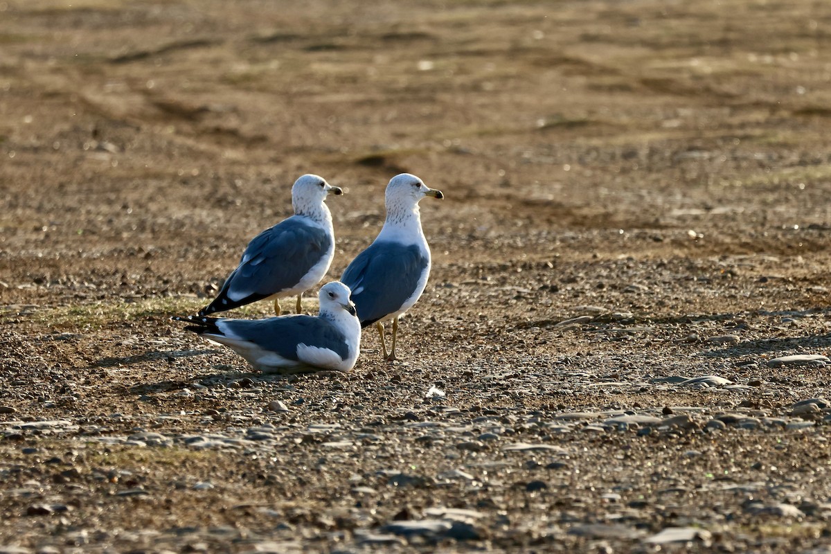 Armenienmöwe - ML645589337