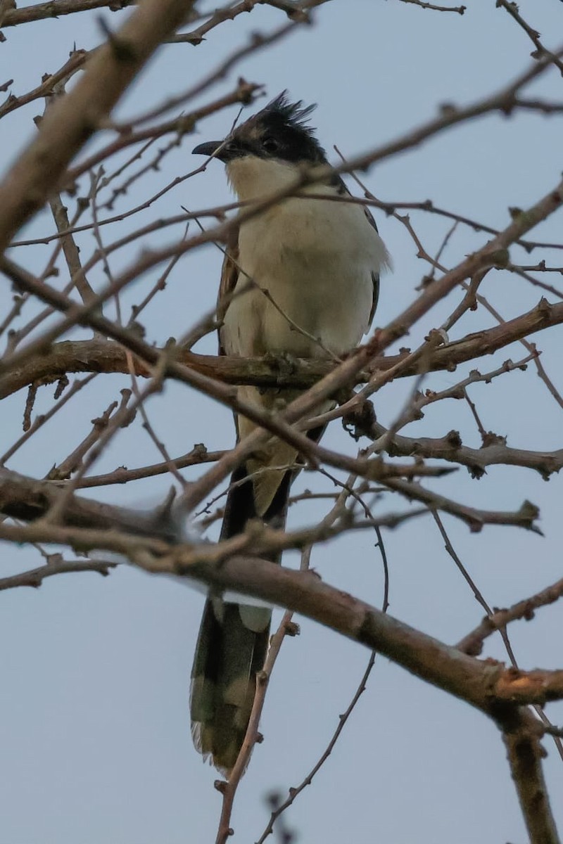 Jakobinerkuckuck - ML645589338