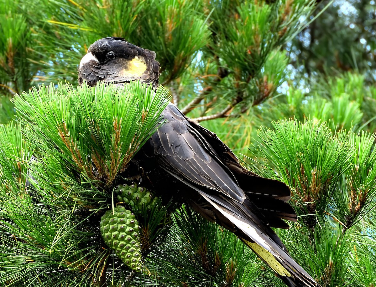 Gelbschwanz-Rabenkakadu - ML645589339