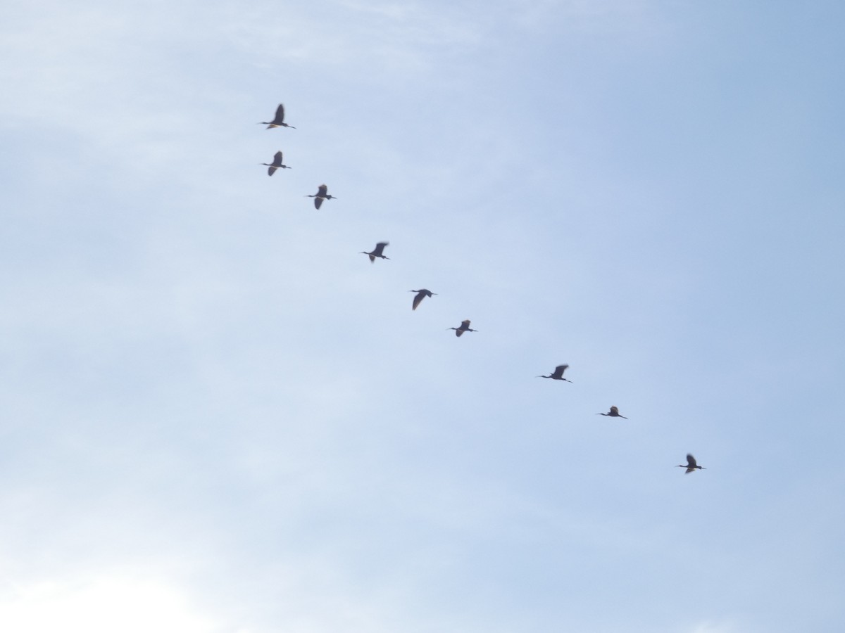 Sichler - ML645589340