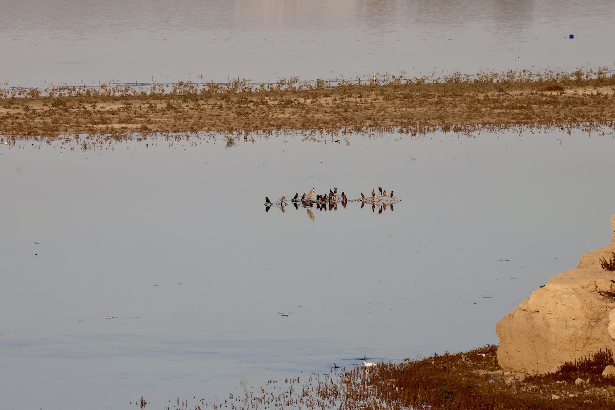 Ubarroi txikia - ML645589341