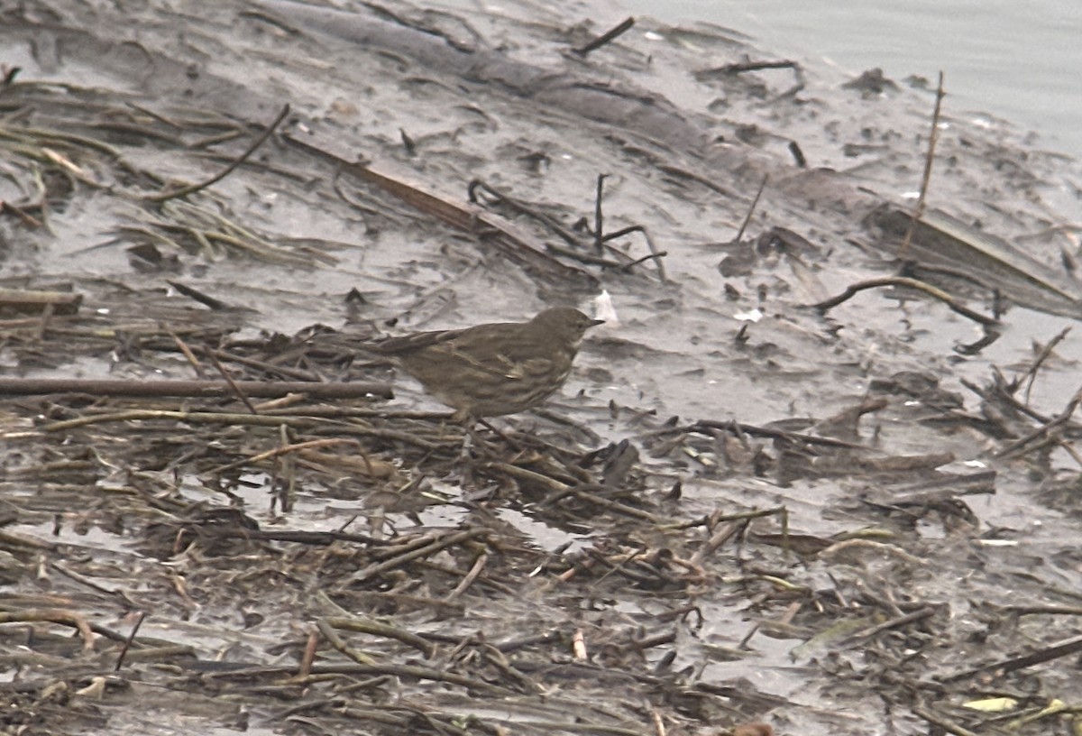 Strandpieper - ML645589343