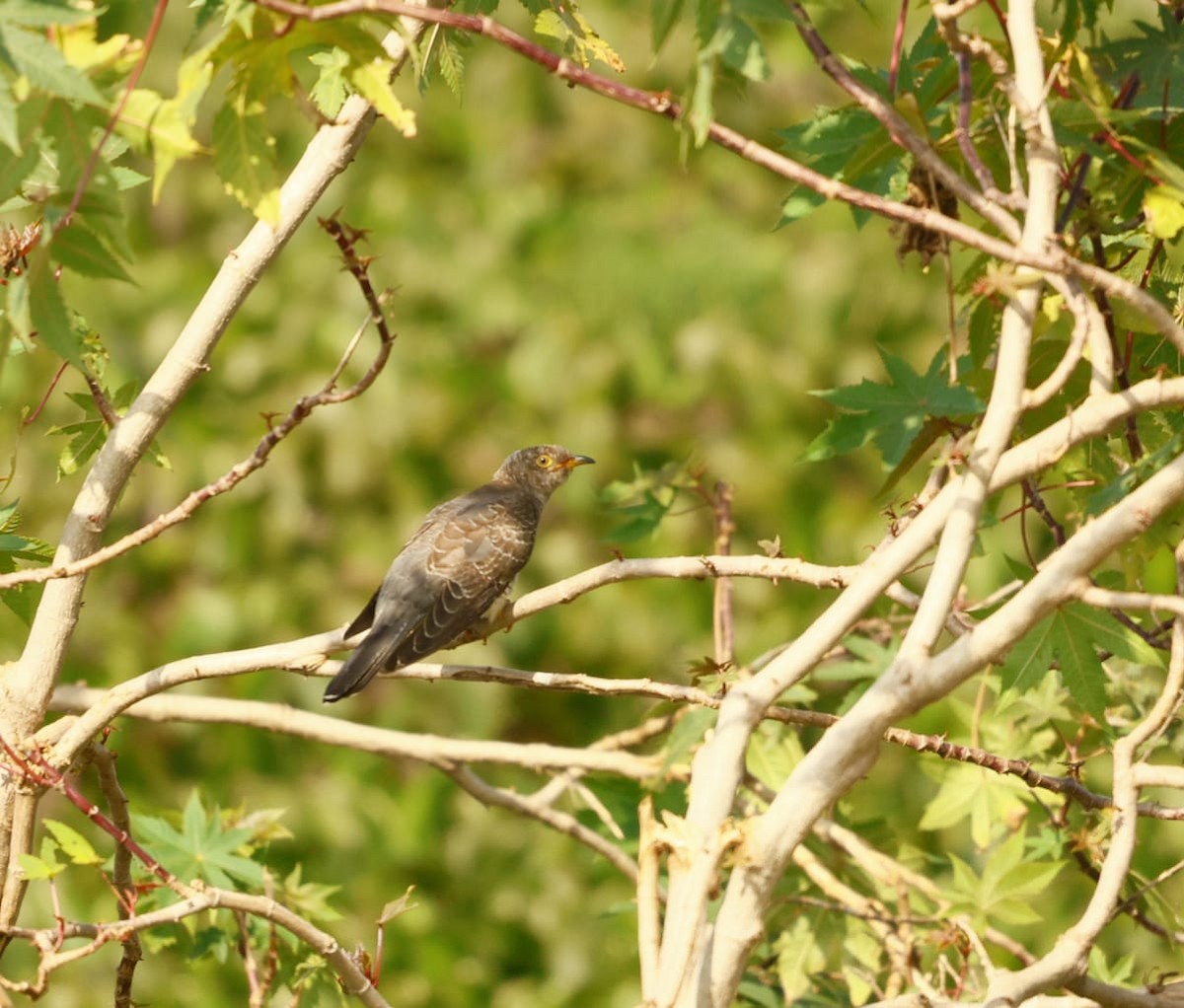 Kuckuck - ML645589344