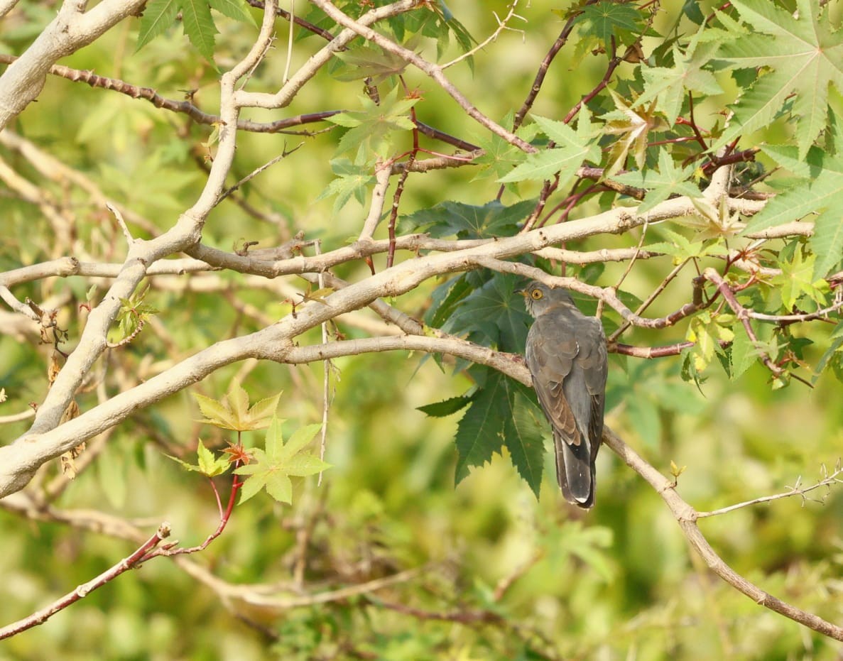 Kuckuck - ML645589345