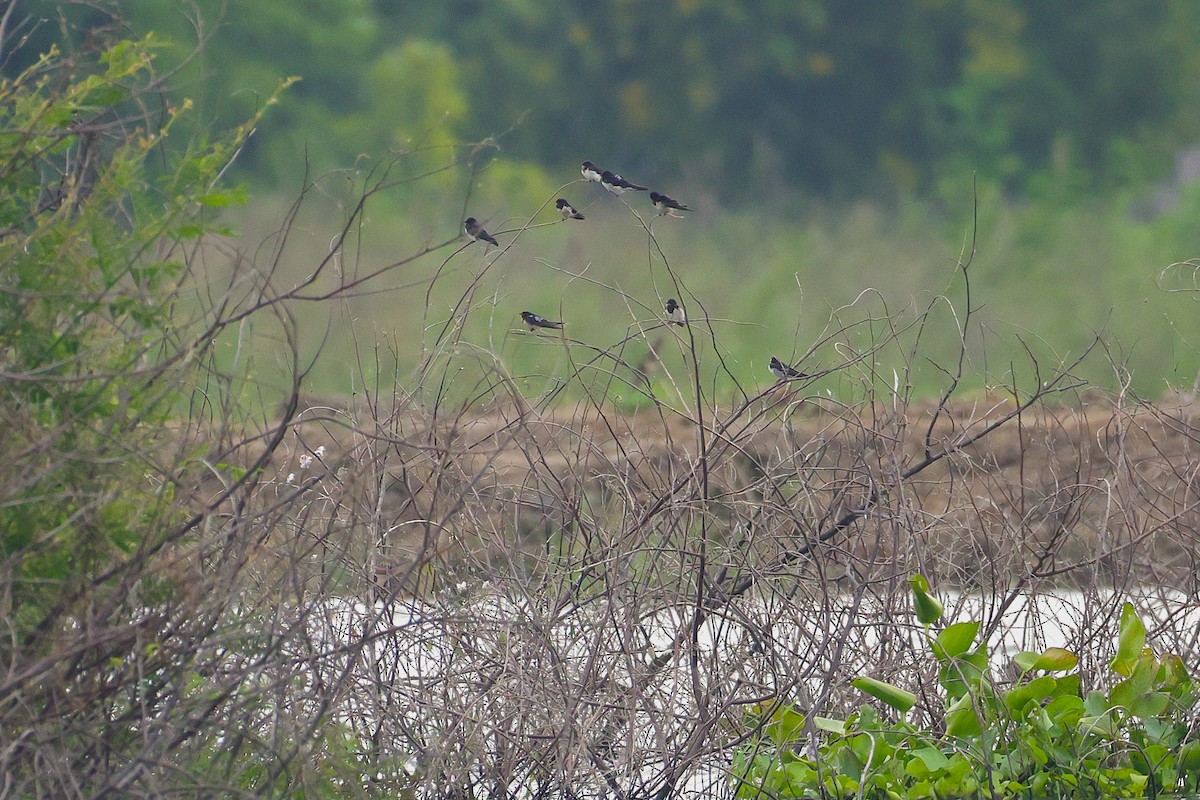 rorýs domácí - ML645589347