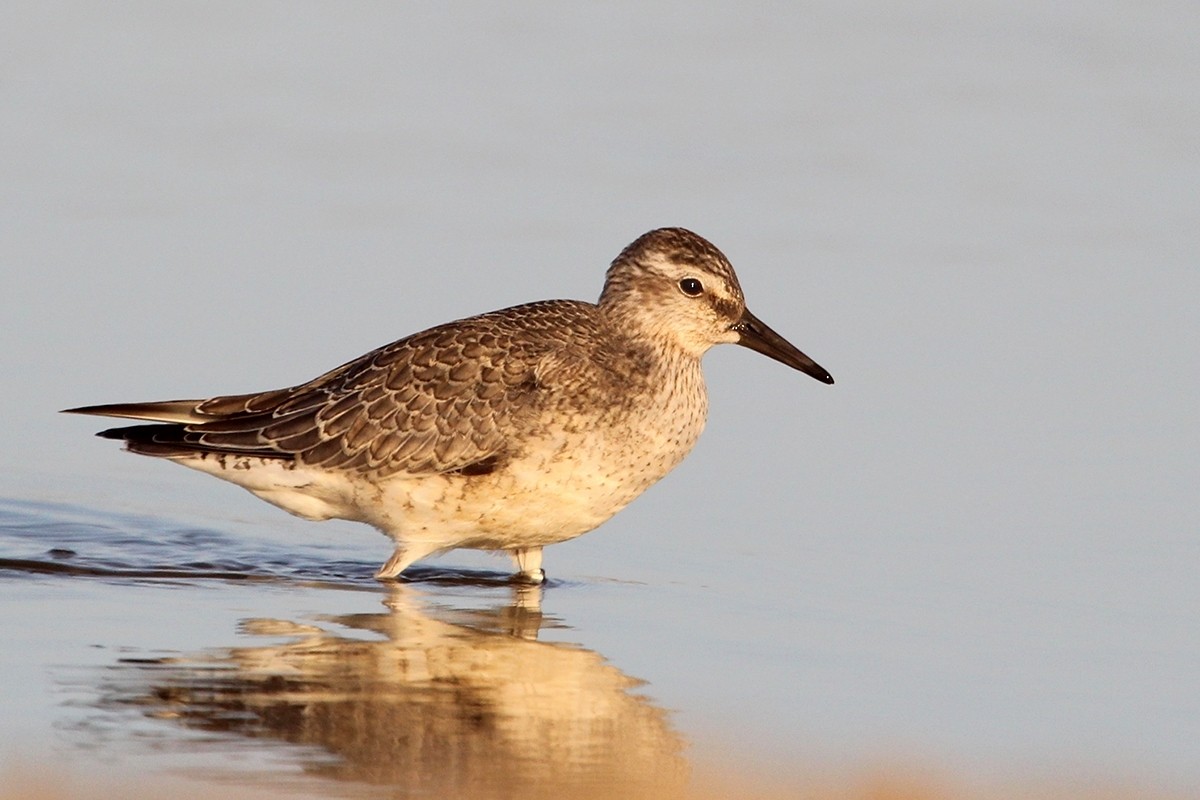 חופית להקנית - ML645589351