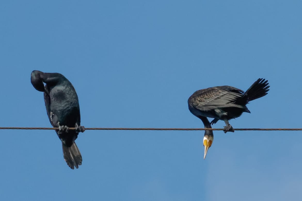 storskarv - ML645589362