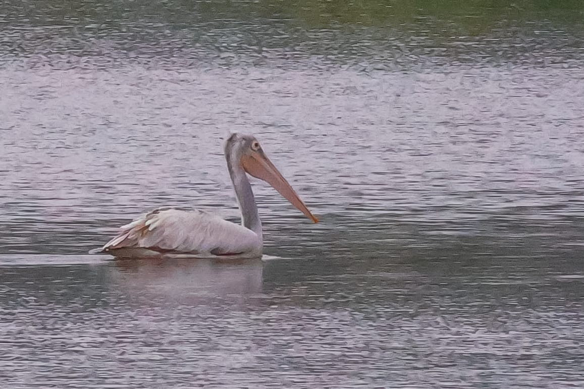 Pelikano tantoduna - ML645589376