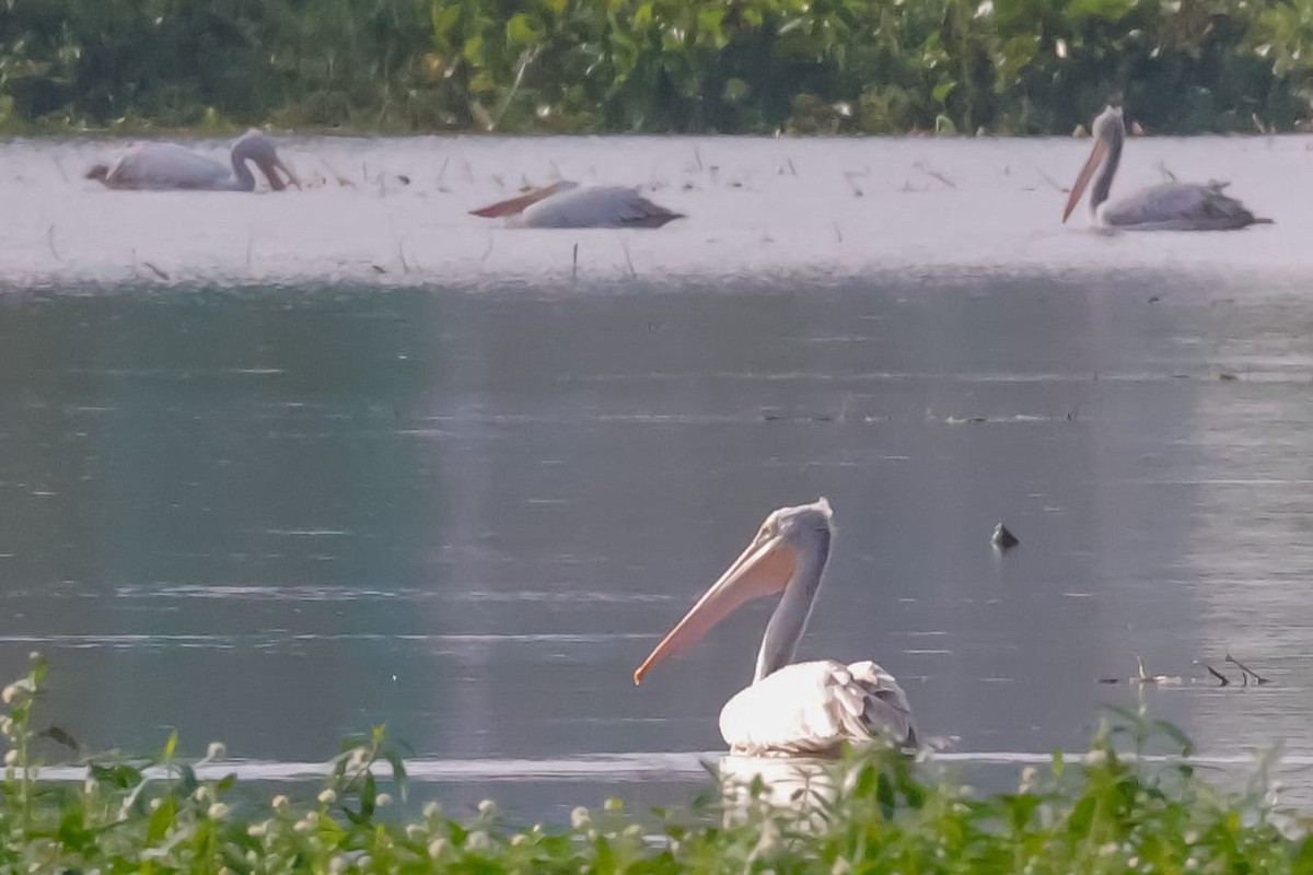 Pelikano tantoduna - ML645589377