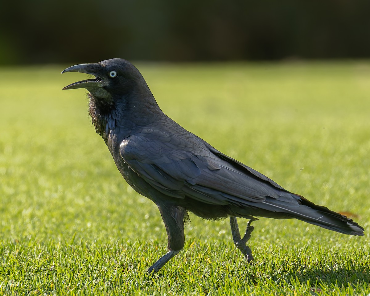 Australian Raven - ML645589384