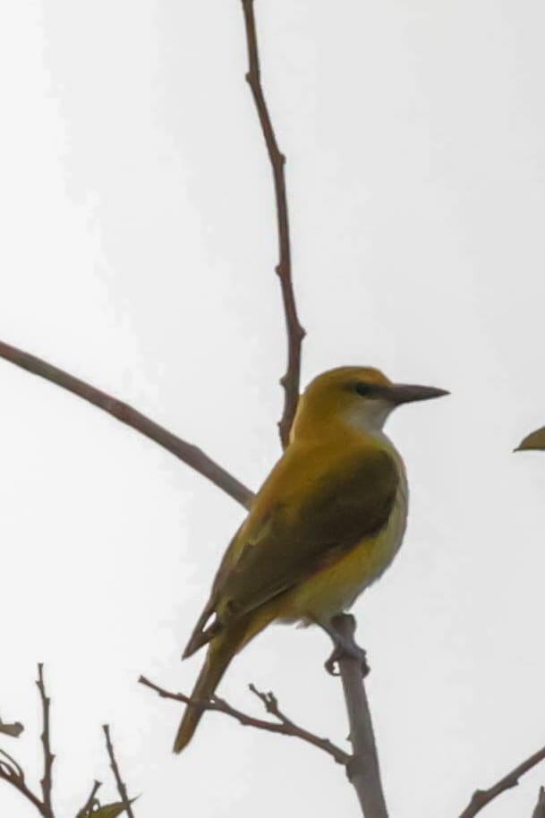 Indian Golden Oriole - ML645589391
