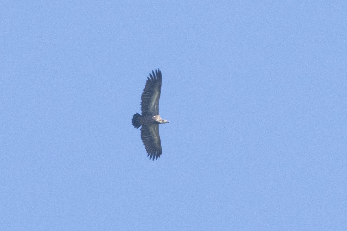 Himalayan Griffon - ML645589406