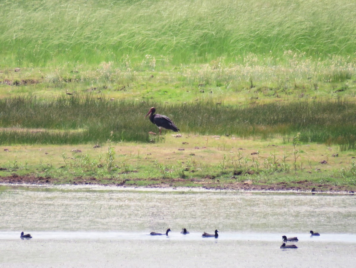 黑鸛 - ML645589411