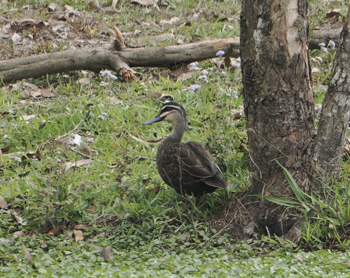 Pacific Black Duck - ML645589412