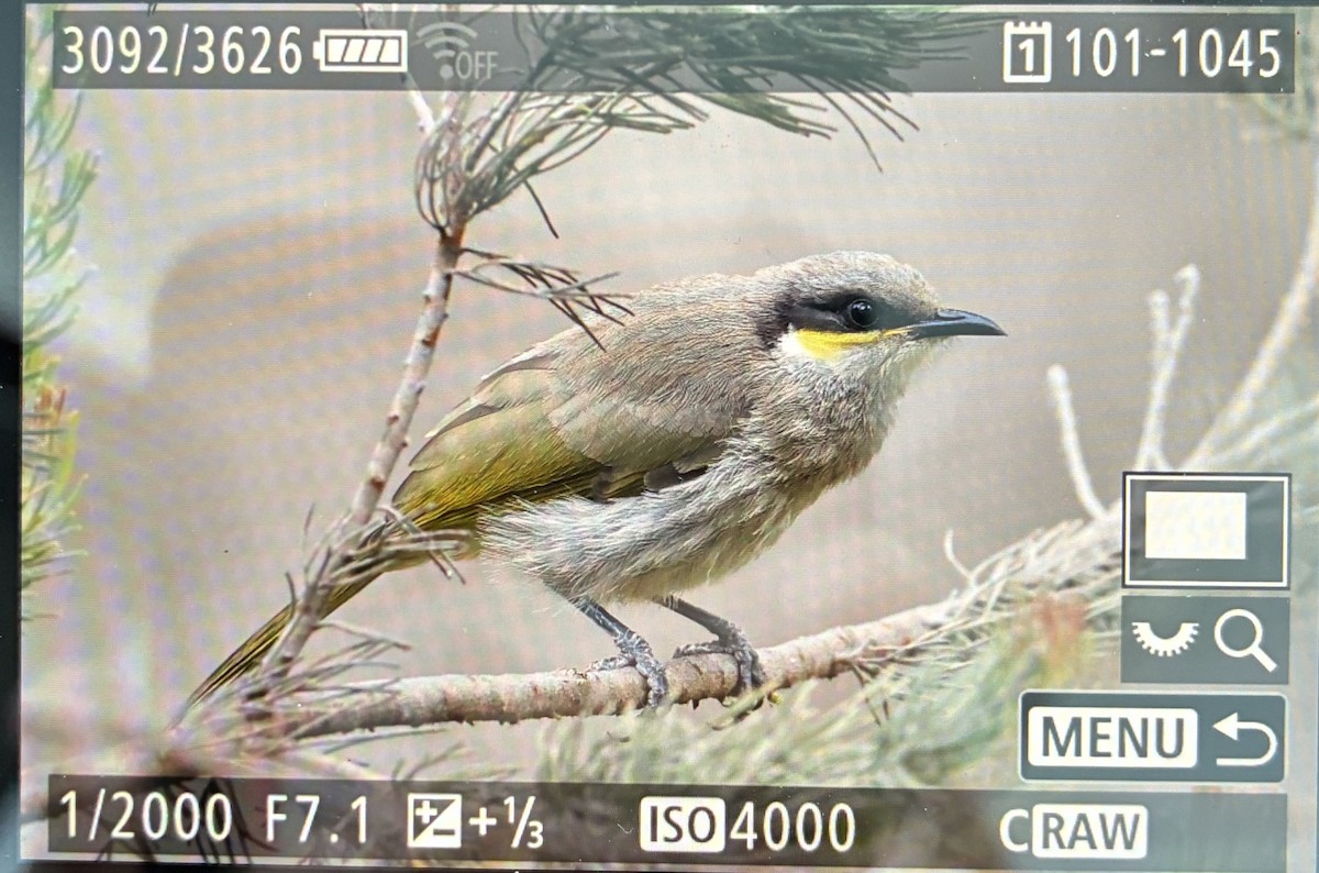 Singing Honeyeater - ML645589413