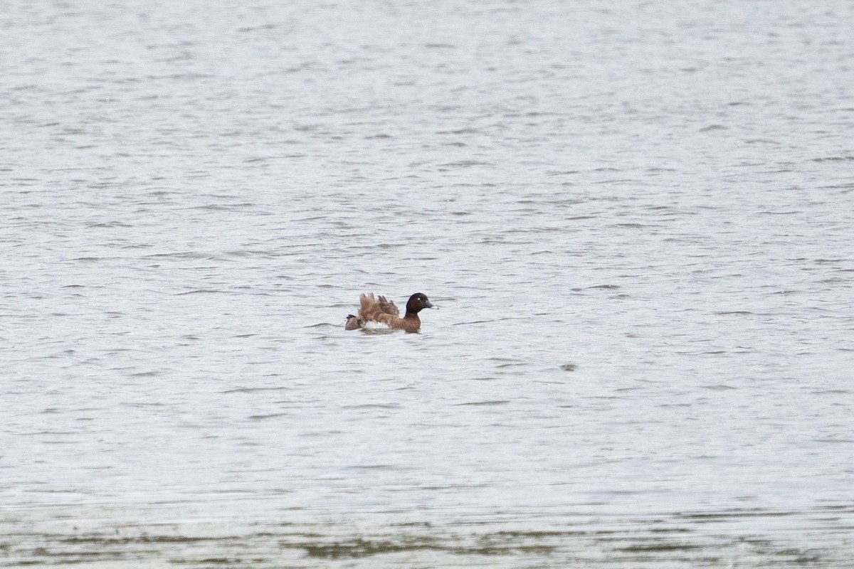 Hardhead - ML645589414