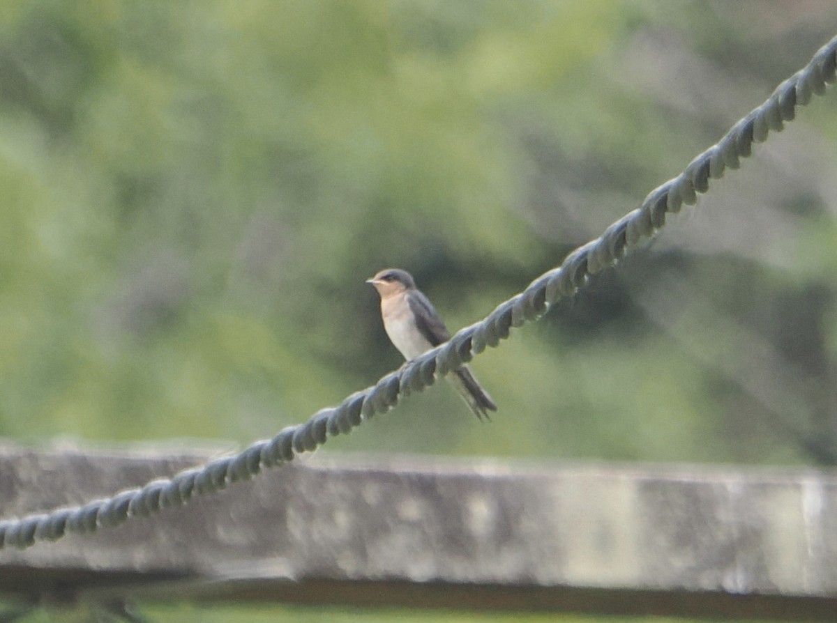 Welcome Swallow - ML645589416