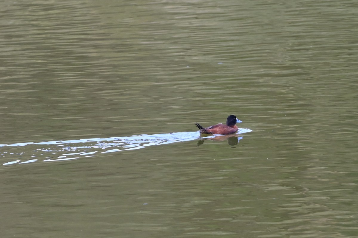 Maccoa Duck - ML645589417