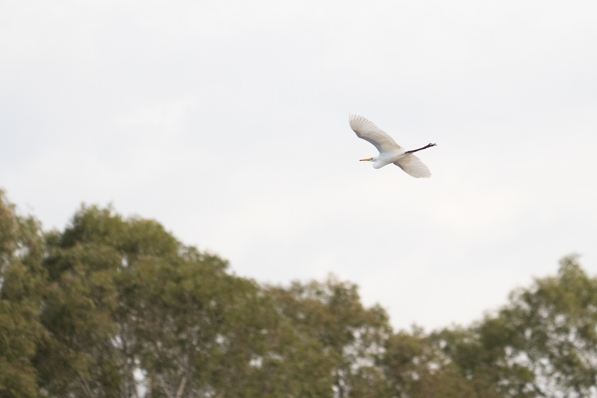 小白鷺 - ML645589419