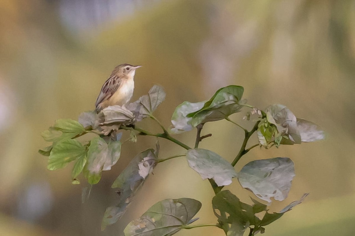 棕扇尾鶯 - ML645589420