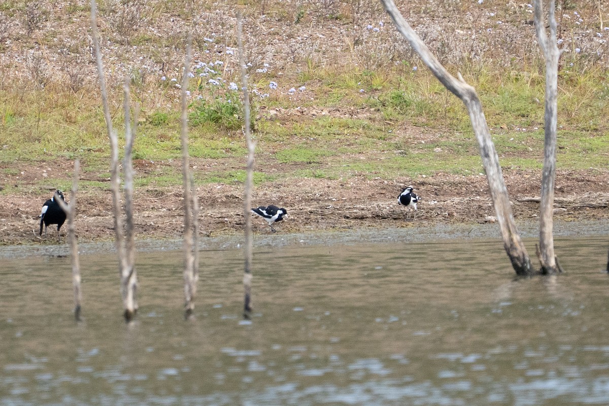 Magpie-lark - ML645589421