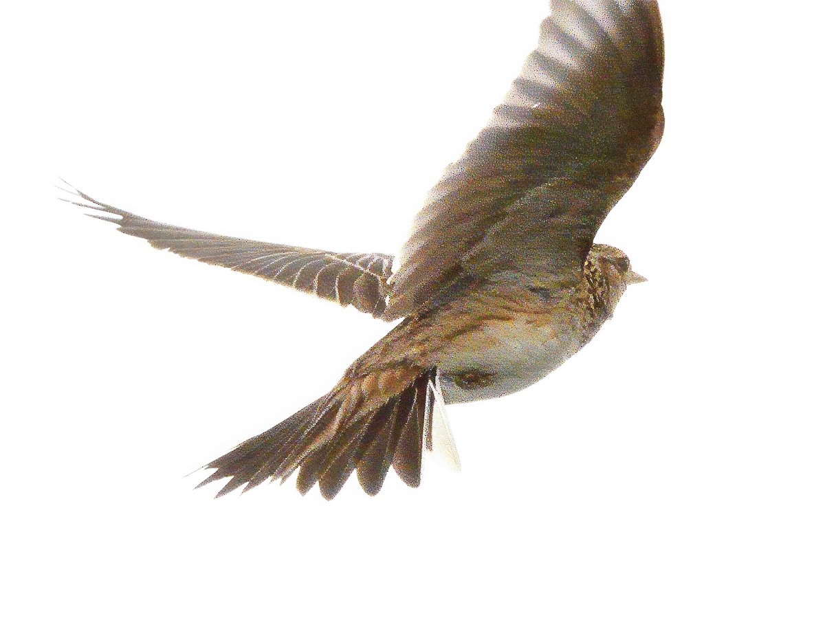 歐亞雲雀(arvensis群) - ML645589422