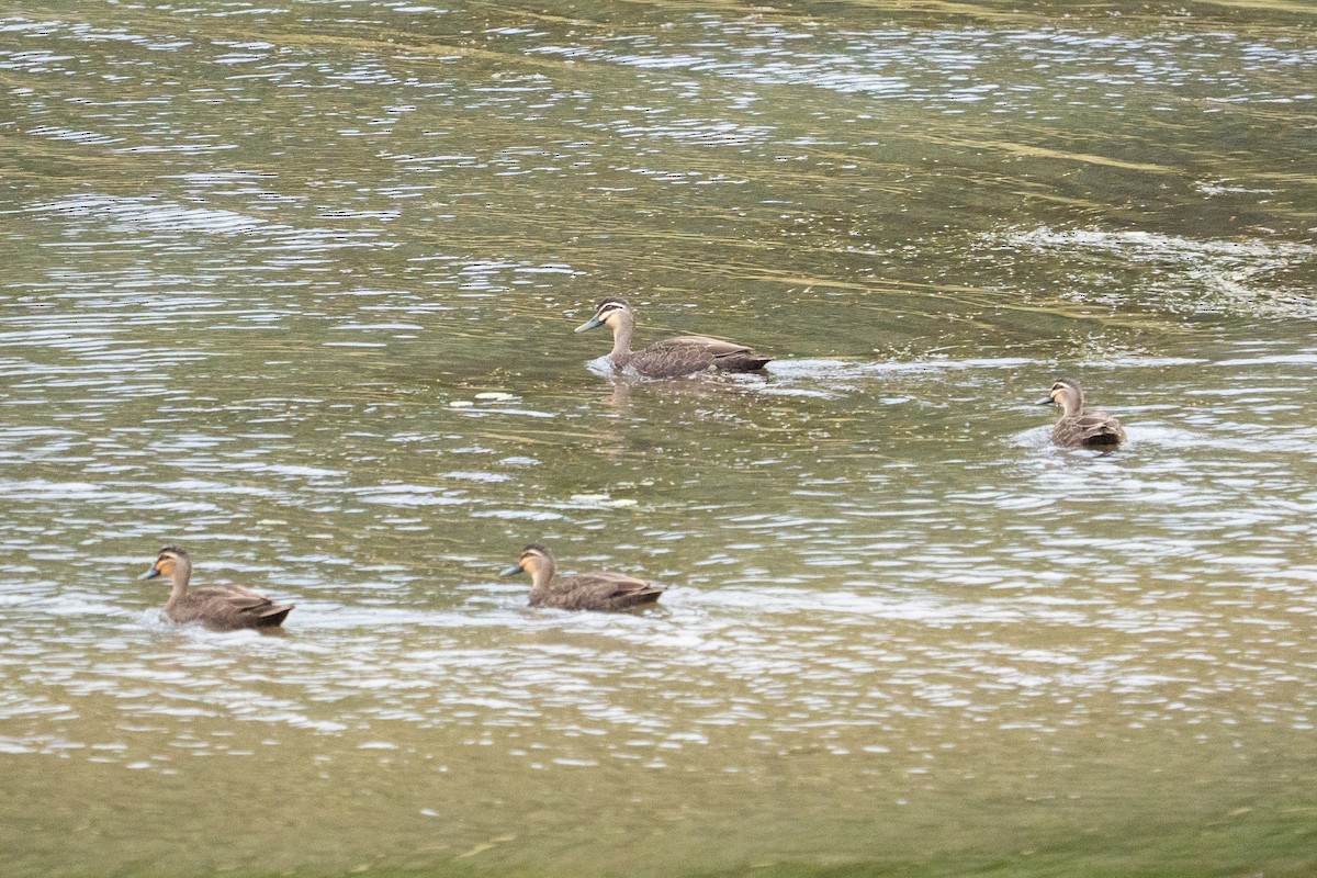 Pacific Black Duck - ML645589423
