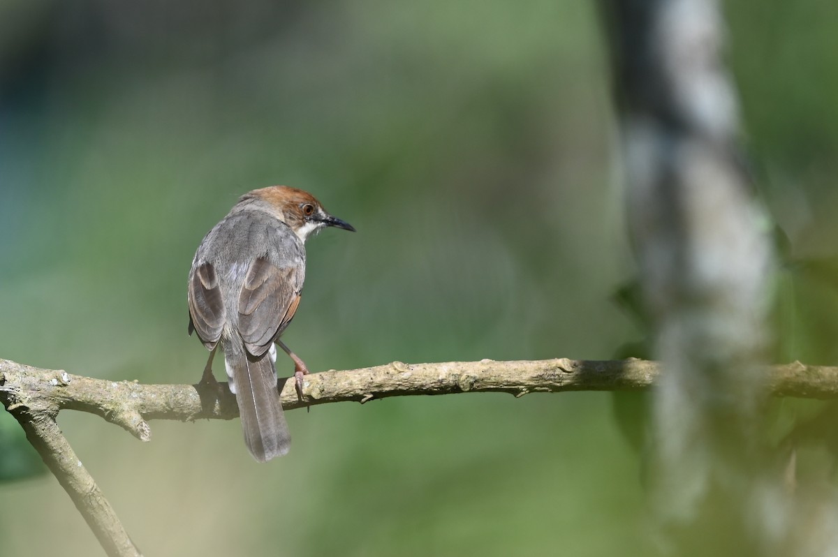 Trilling Cisticola - ML645589425