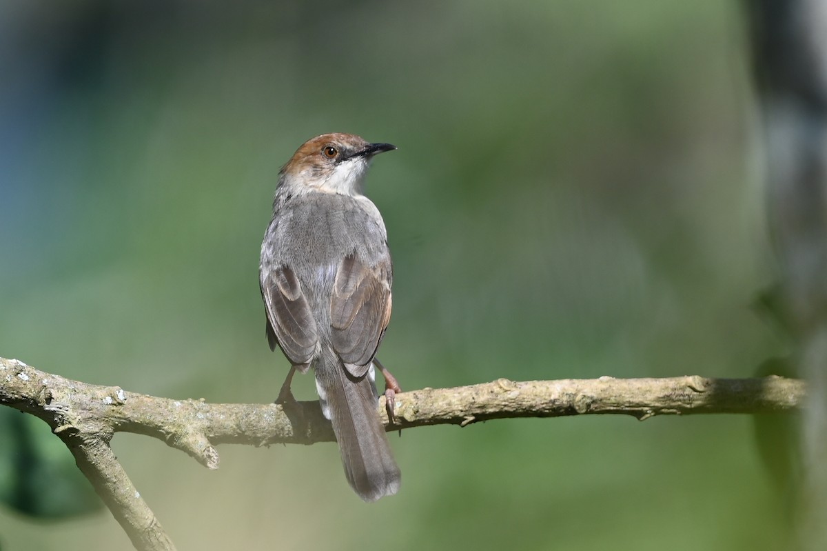 Trilling Cisticola - ML645589426