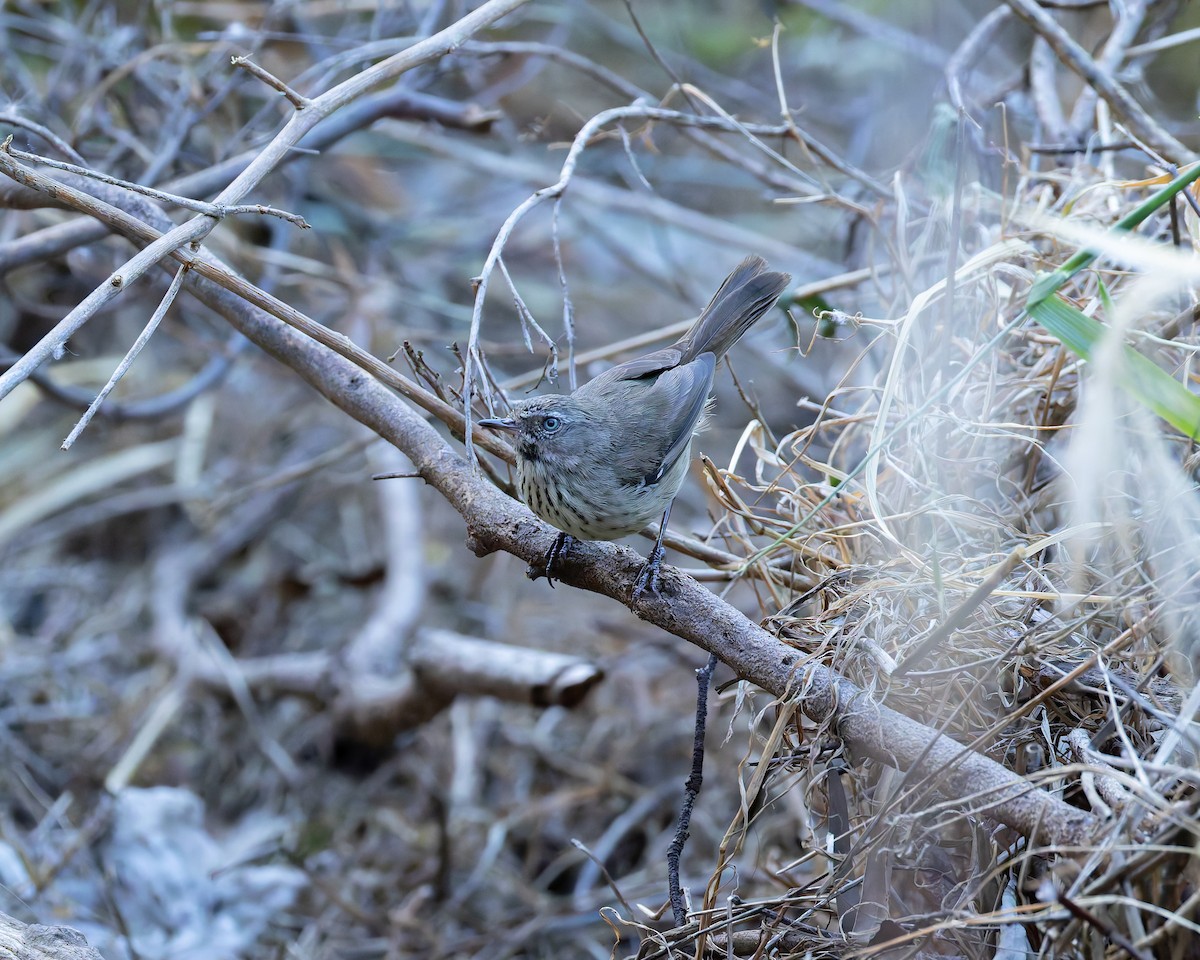 Spotted Scrubwren - ML645589427