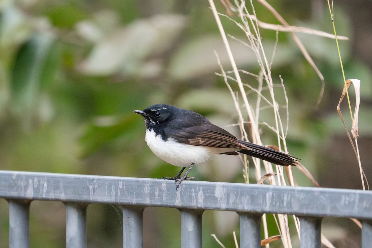 Willie-wagtail - ML645589428