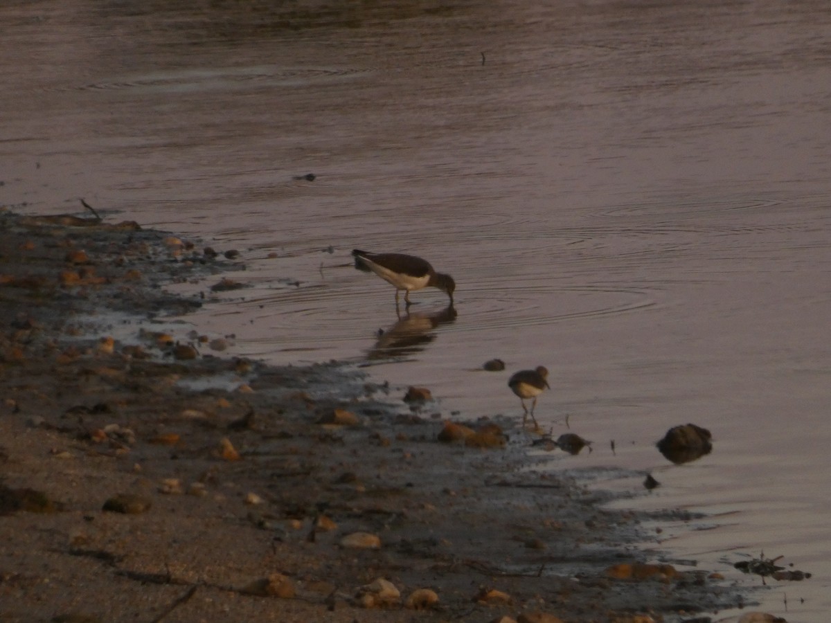 白腰草鷸 - ML645589429