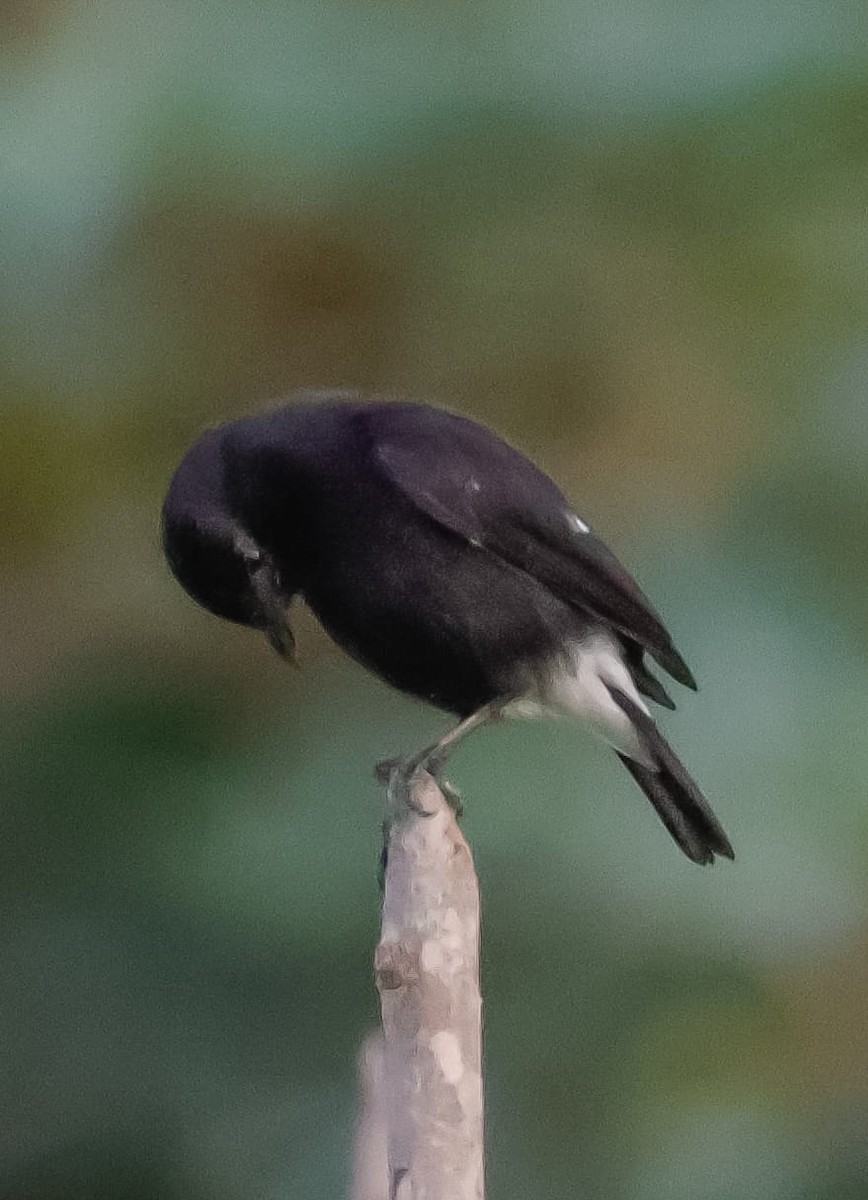 白斑黑石䳭 - ML645589430