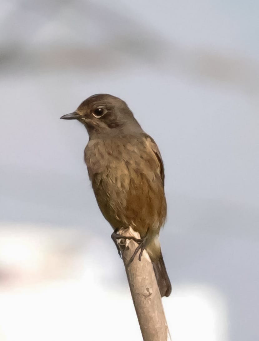 白斑黑石䳭 - ML645589431