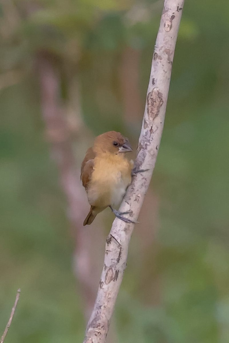 白喉文鳥 - ML645589435