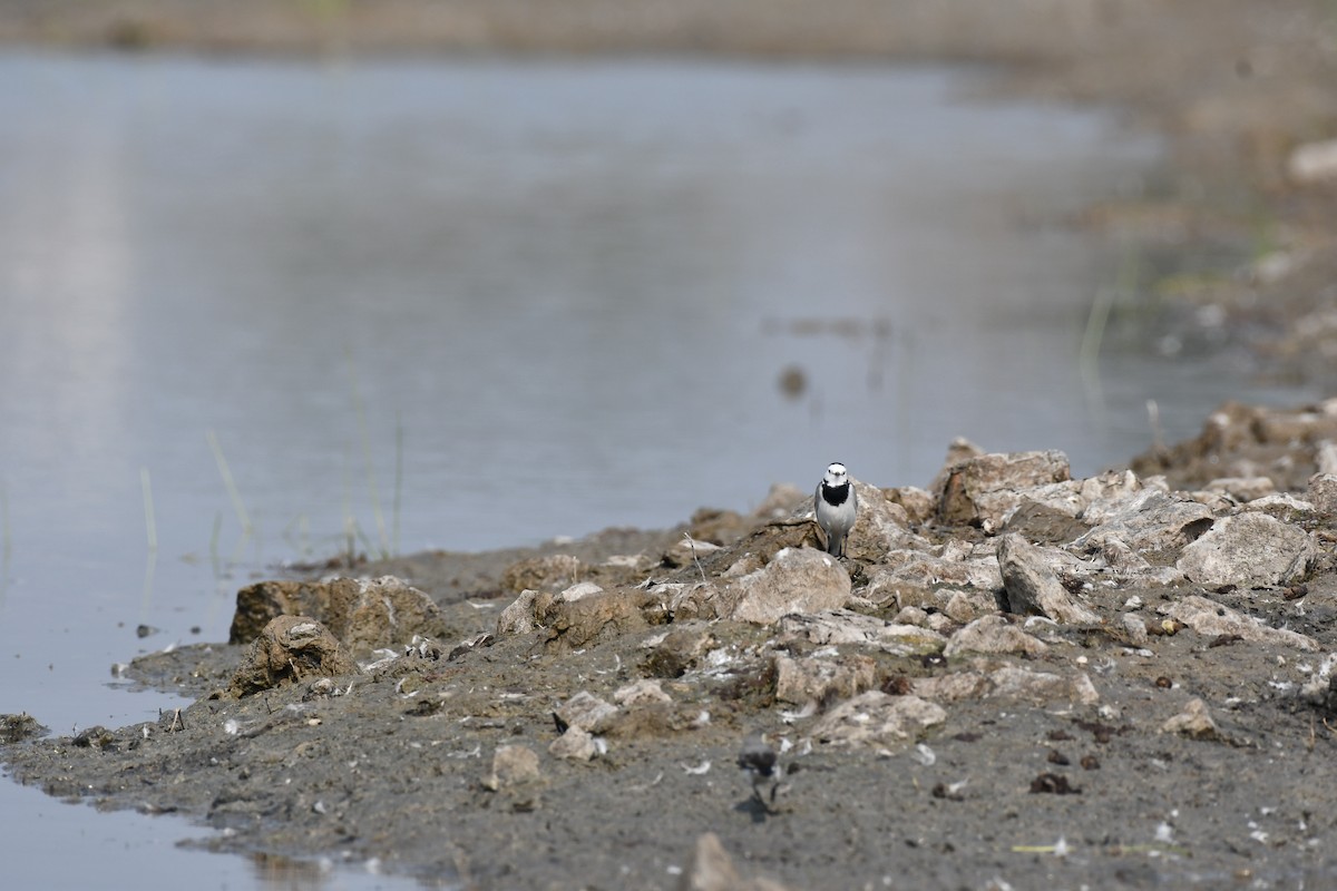 白鶺鴒 - ML645589437