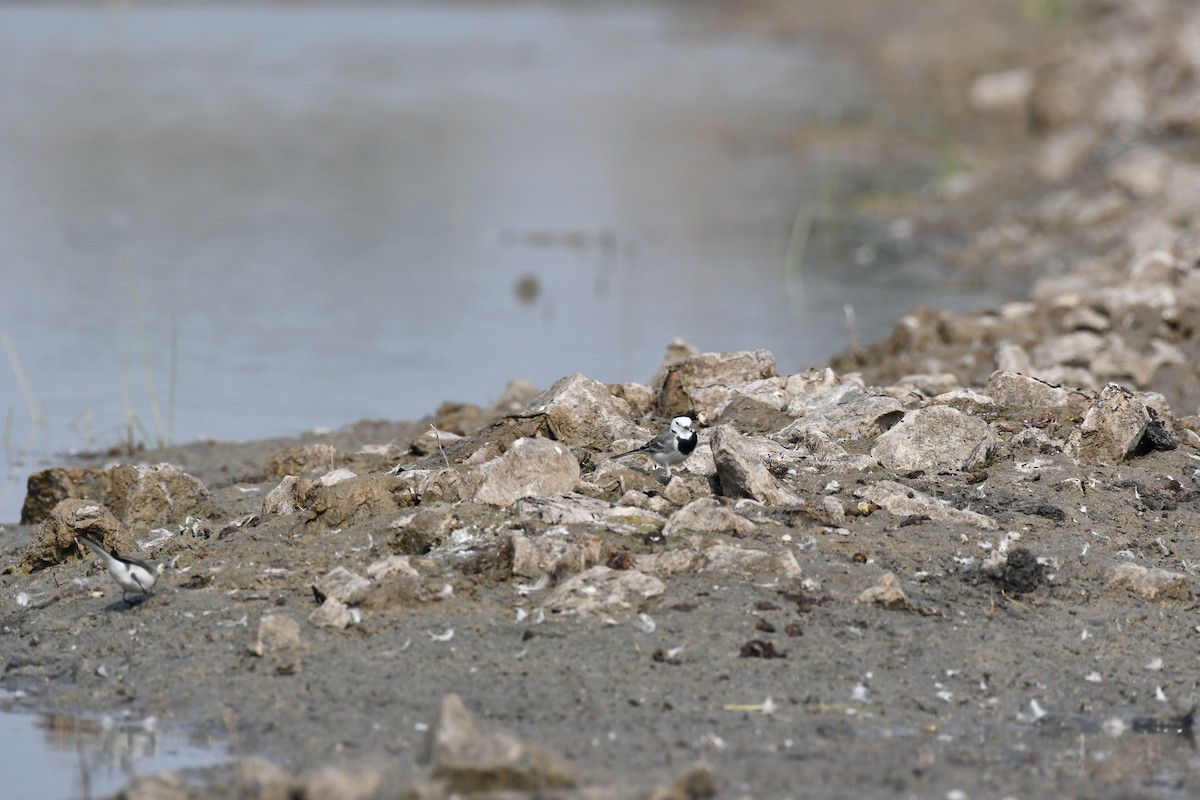 白鶺鴒 - ML645589438