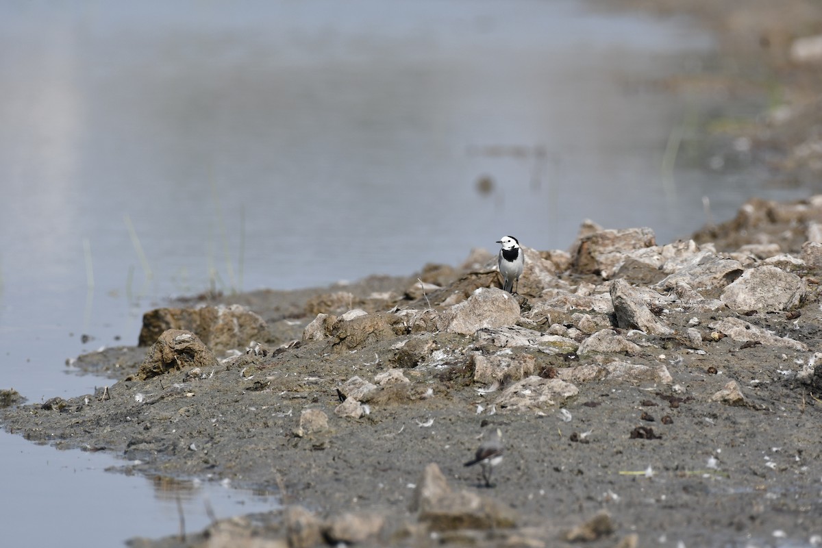 白鶺鴒 - ML645589440