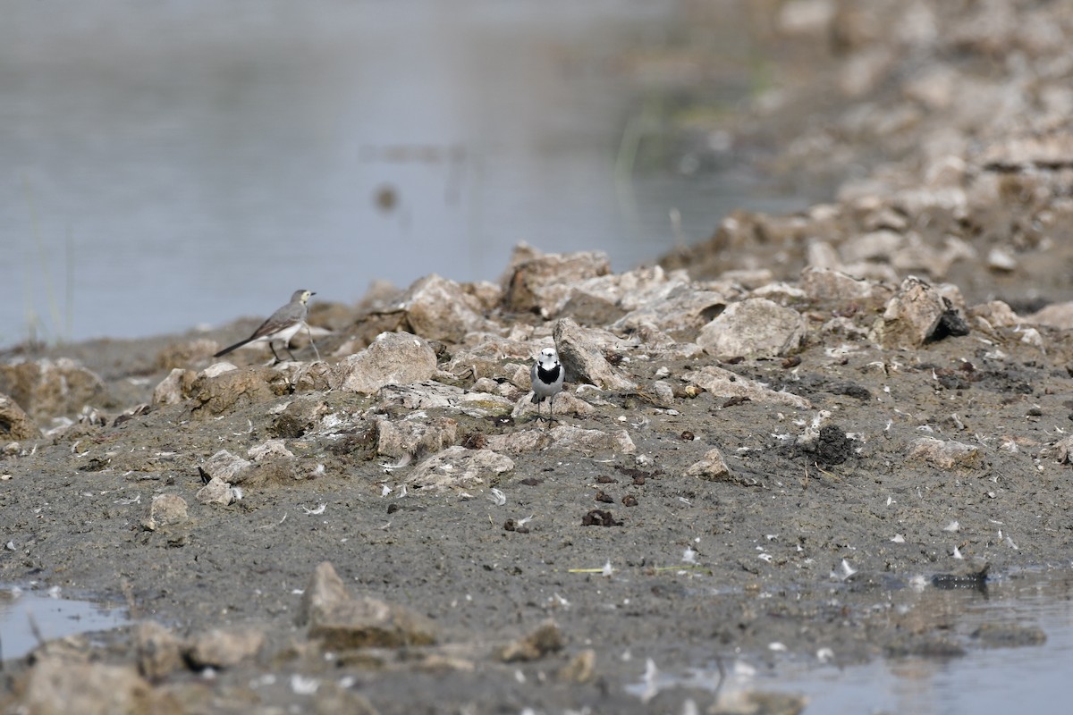 白鶺鴒 - ML645589441