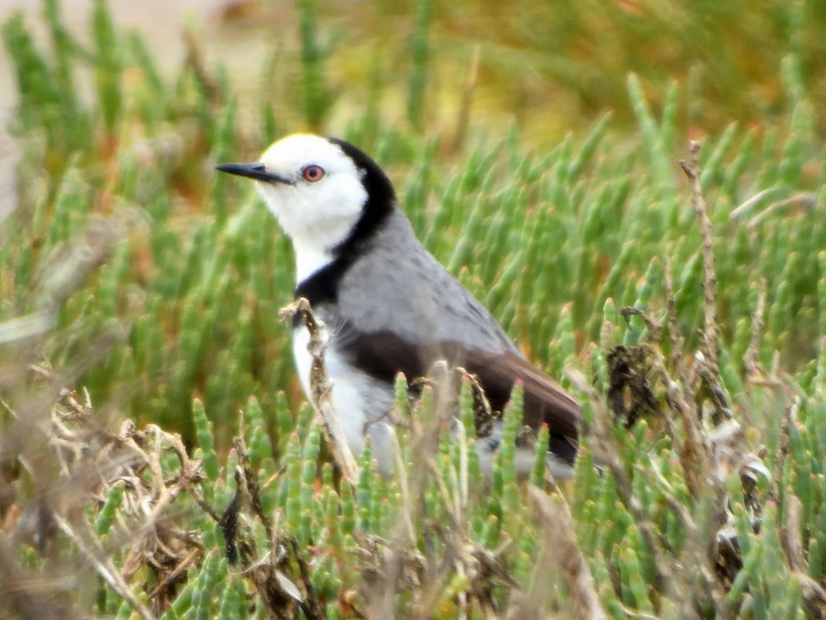 White-fronted Chat - ML645589442