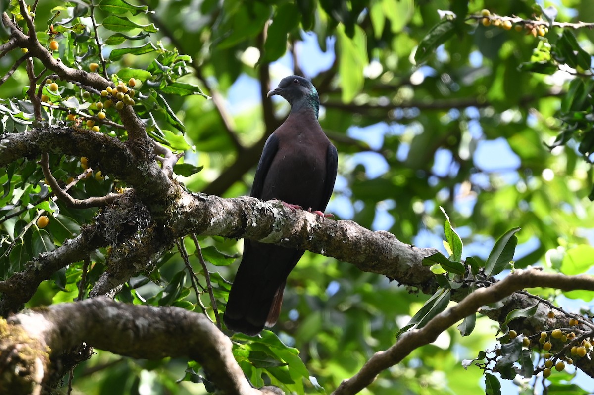 Eastern Bronze-naped Pigeon - ML645589453
