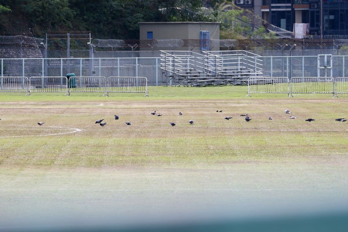 Haitz-usoa (etxekoa) - ML645589454