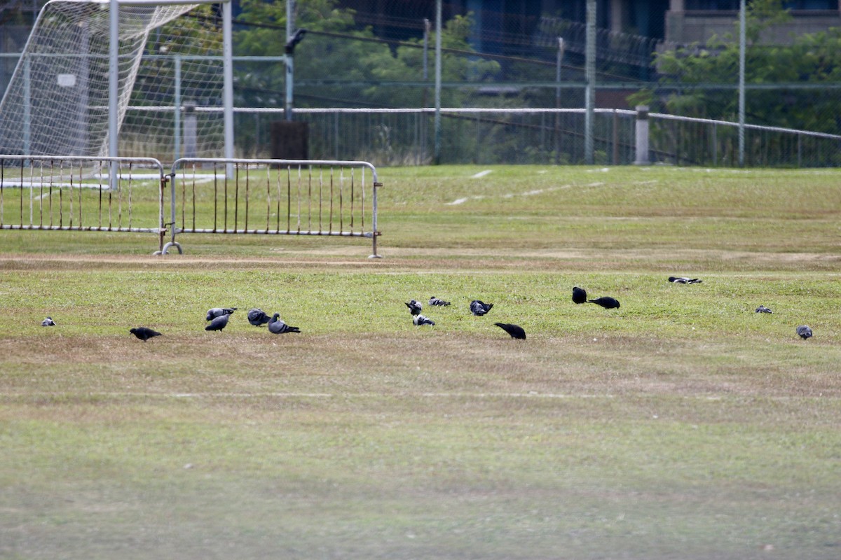 Haitz-usoa (etxekoa) - ML645589455