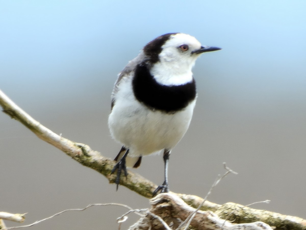 White-fronted Chat - ML645589456