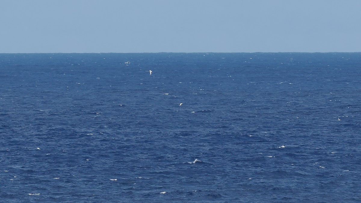 Red-billed Tropicbird - ML645589465