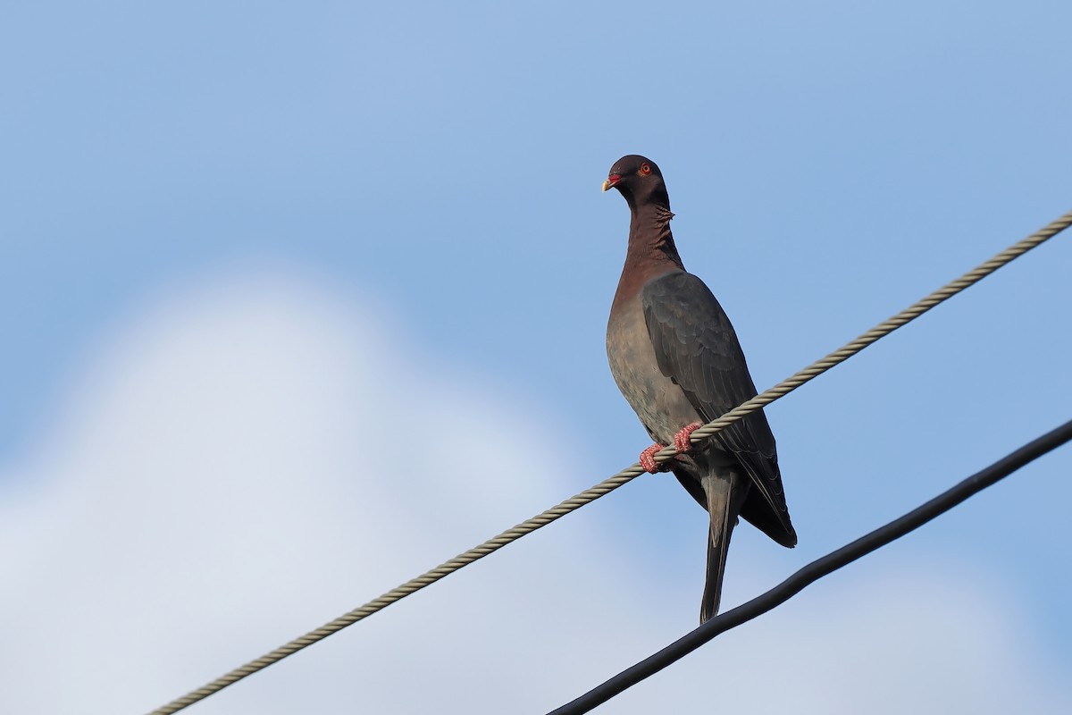 holub šedobřichý - ML645589479