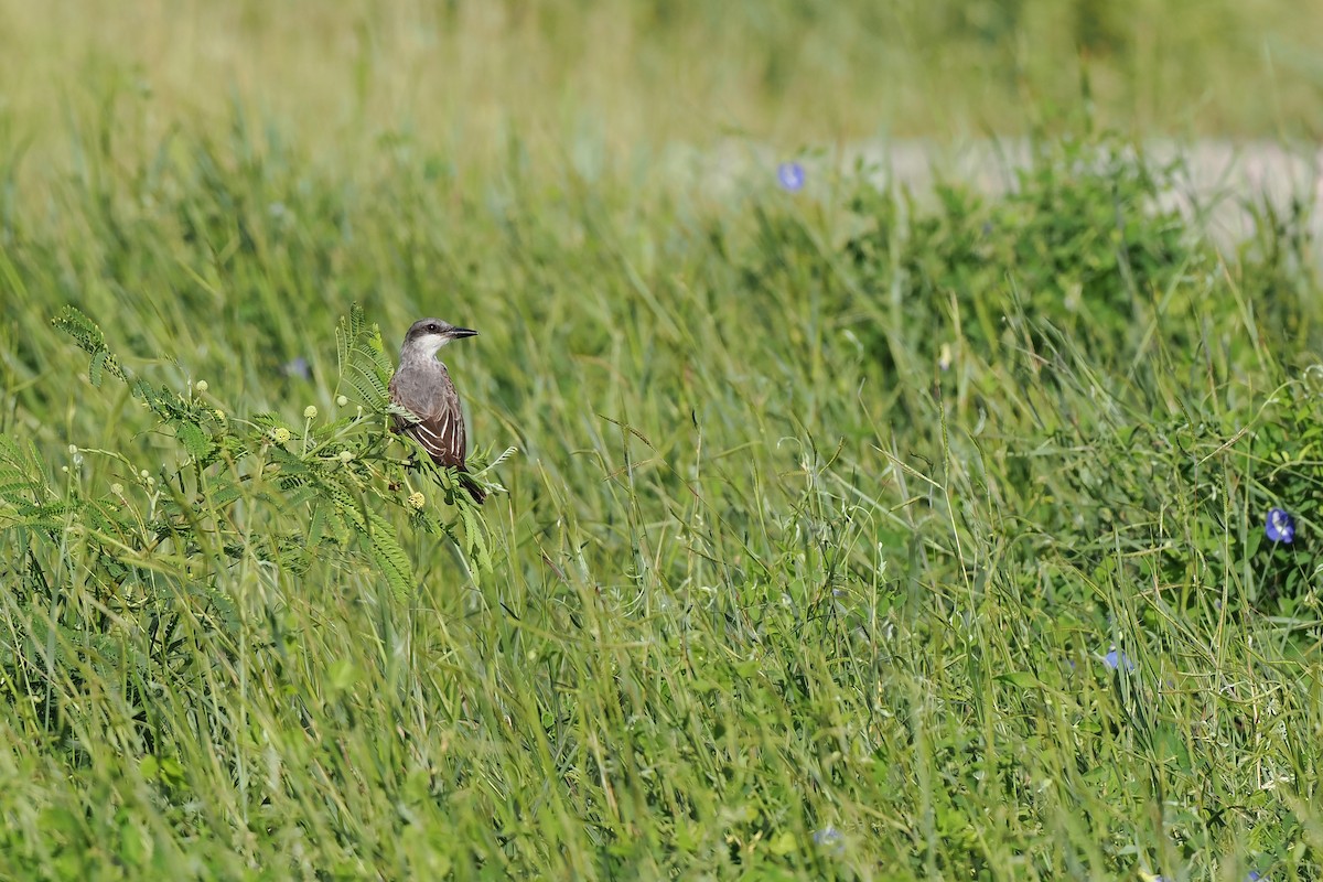 Gray Kingbird - ML645589485