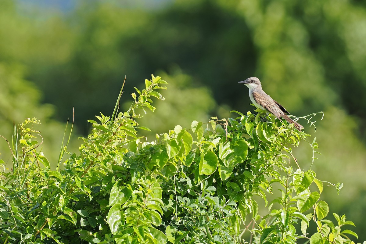 Gray Kingbird - ML645589486